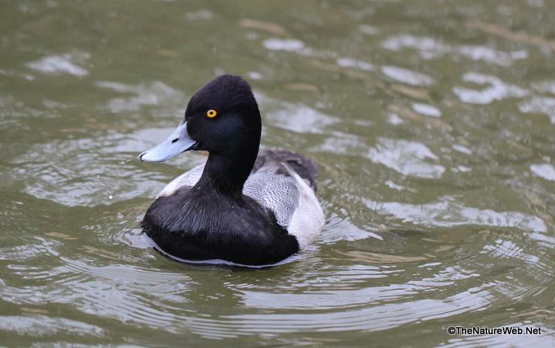 Lesser Scaup